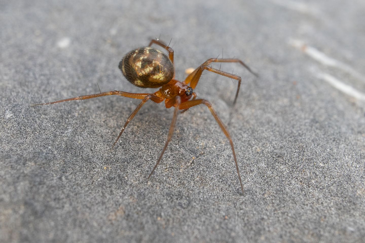 Linyphiidae: cfr.Tenuiphantes sp.  - Portovenere (SP)